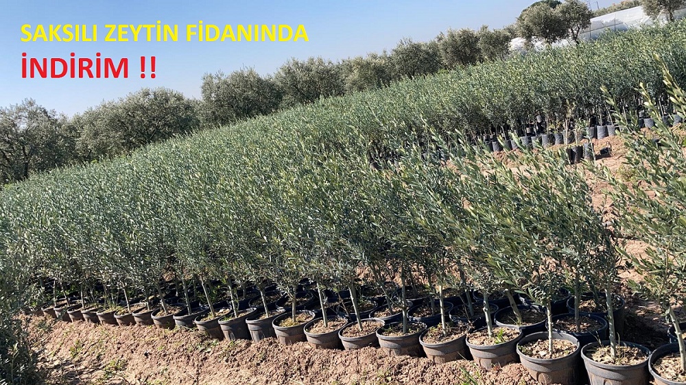 akhisar zeytin fidani fidan merkezine hosgeldiniz