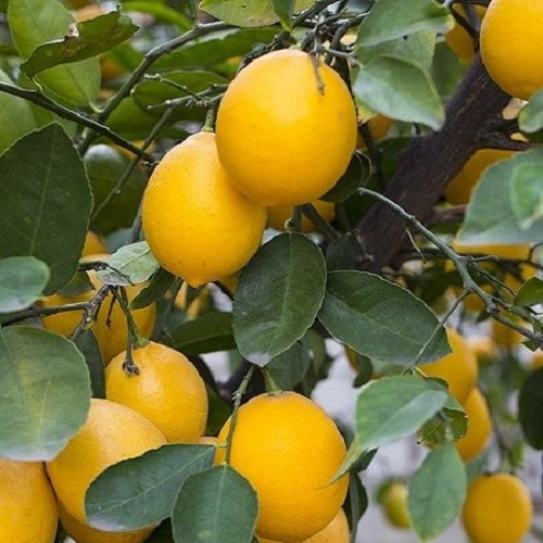 Limon Fidanları 1