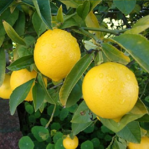 Limon Fidanları 2