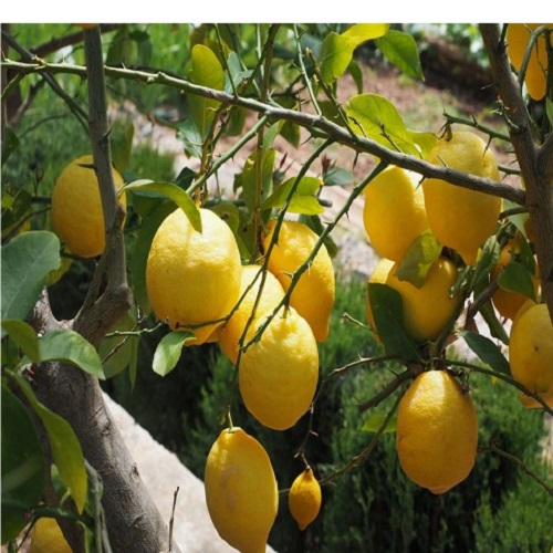 Limon Fidanları 3