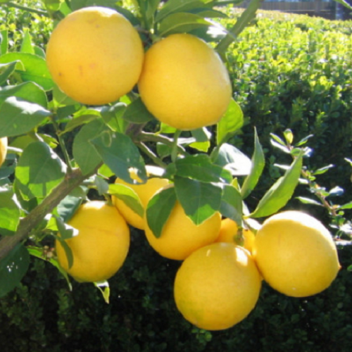 Limon Fidanları 4