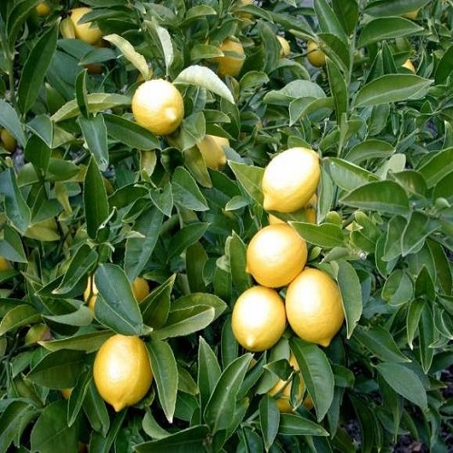 Limon Fidanları 5