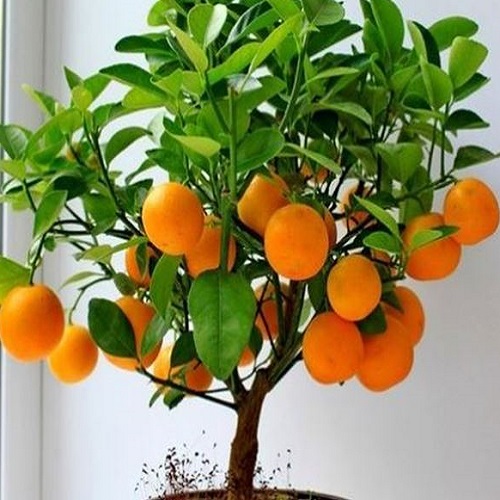 Portakal Fidanı 1